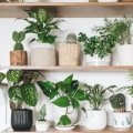 Enjoy Better Air With the Best Filtering and Purifying Home Plants