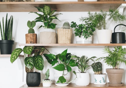 Enjoy Better Air With the Best Filtering and Purifying Home Plants